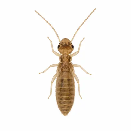 Gryzki
